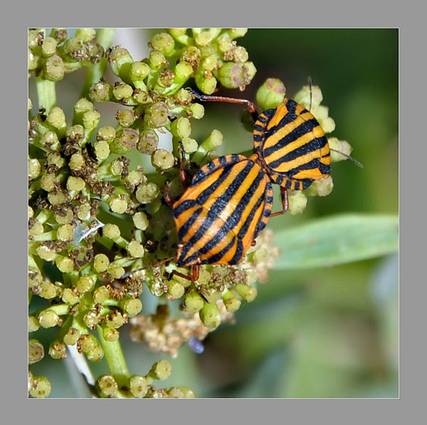 Graphosoma lineatum di Sardegna